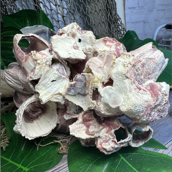 VTG  NATURAL Barnacles Cluster BEACH OCEAN AQUARIUM COASTAL SHELL NAUTICAL DECOR - Picture 14 of 17